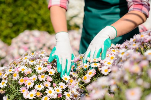 Urban garden upkeep with trimmed shrubs in Camden Town