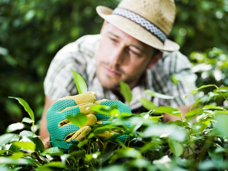 Professional garden maintenance terms relating to a booked visit