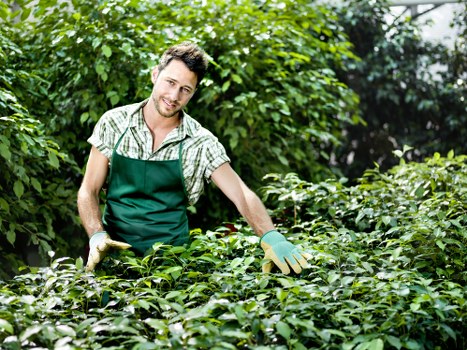 Camden Town gardening with healthy plants and tidy borders